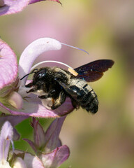 Blaue Holzbiene (Xylocopa violacea)