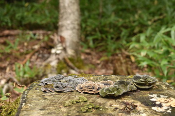 Fungi grow on tree trunk at Shiretoko National Park Hokkaido