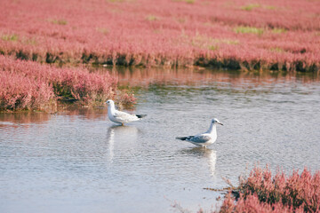 Two gulls facing different side in lake notoro full with red coral grass