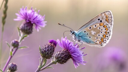 Obraz premium Close-up of a Beautiful Butterfly perched on Purple Flower
