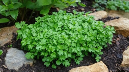 Fresh Green Cilantro Plant Growing in Garden Bed with Stones