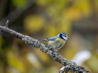 Blaumeise (Cyanistes caeruleu)
