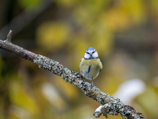 Blaumeise (Cyanistes caeruleu)