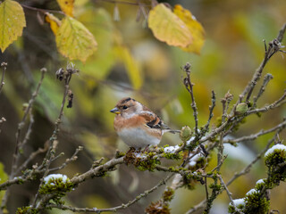 Bergfink (Fringilla montifringilla)