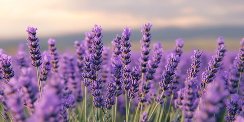 Fototapeta premium Lavender flowers in an aromatherapy setting create a calming atmosphere, showcasing vibrant purple lavender fields that inspire relaxation and well being through the essence of aromatherapy.