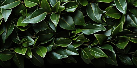 Fototapeta premium leaves background