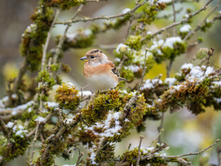 Bergfink (Fringilla montifringilla)