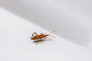 Close-up of invasive insect in Europe