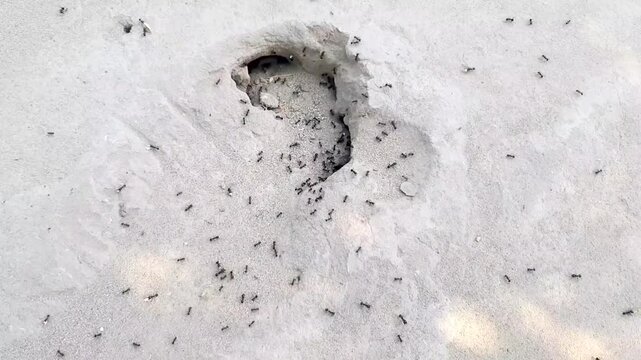 An ant hole in a Pakistani house. Little black ants are running on the ground. Worms crawl into the hole. A colony of small black ants. A family of ants is busy gathering food in summer. Slow motion