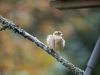 Buchfink (Fringilla coelebs)   