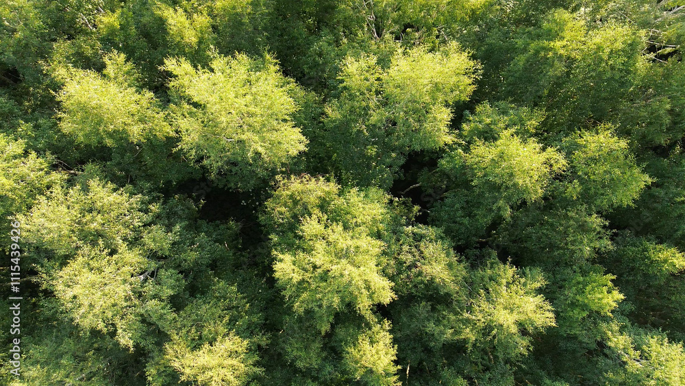 Canvas Prints Aerial perspective of dense green woods