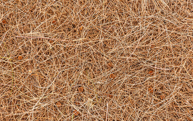 brown nature background of autumn fallen pine needles and leaves in a fall season forest. natural backdrop for concept and design