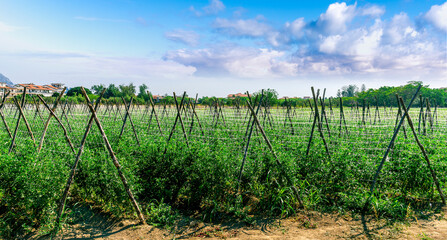 beautiful view in a green farm field with rows of rural plants and vegetables with amazing sunset or sunrise on background of agricultural landscape
