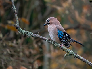 Eichelhäher (Garrulus glandarius)