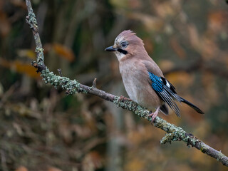 Eichelh&auml;her (Garrulus glandarius)