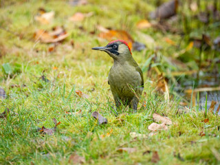 Grünspecht (Picus viridis)