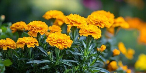 Obraz premium Vibrant yellow flowers, particularly beautiful marigolds, add a cheerful touch to the flowerbed, creating a stunning summer background filled with bright yellow flowers.