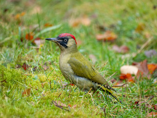 Grünspecht (Picus viridis)