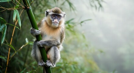 Fototapeta premium Curious primate on bamboo in misty jungle setting