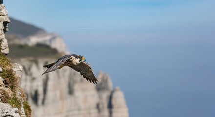 Peregrine falcon soaring over rugged coastal cliffs under clear blue sky