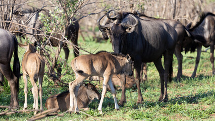 Obraz premium blue wildebeest calves in the wild