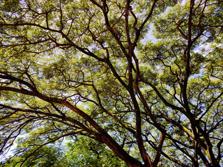 Close-up of a lush green canopy with sunlight filtering through, casting dappled shadows. Branches and leaves form a serene, intricate pattern, evoking natural tranquility.