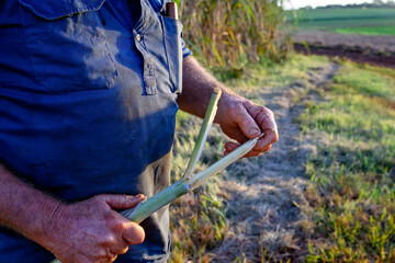 Sugarcane farmer breaking cane stem stalk in dirty hands, farming agriculture working man on land...