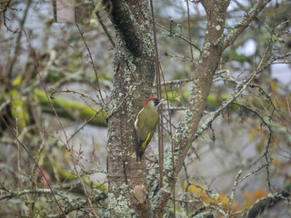 Grünspecht (Picus viridis)