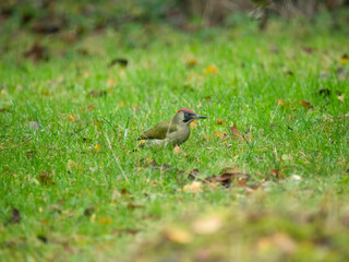 Grünspecht (Picus viridis)