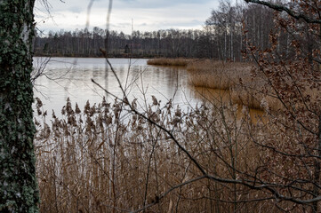 Reed around small lake called South See in Kumla Sweden