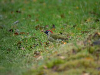 Grünspecht (Picus viridis)