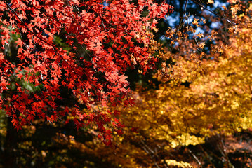 紅葉