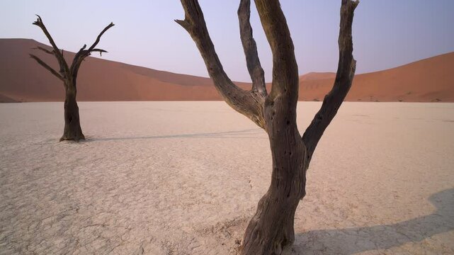 Dolly on dead acacia trees at Deadvlei in the Namib desert in Namibia in Africa.