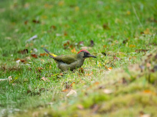 Grünspecht (Picus viridis)