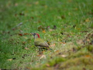 Grünspecht (Picus viridis)