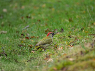 Grünspecht (Picus viridis)
