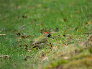 Grünspecht (Picus viridis)