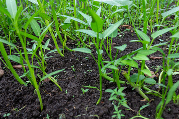 Green Water Spinach Plant on Textured Soil in Artificial Garden in Asia