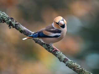 Kernbeißer (Coccothraustes coccothraustes)