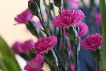 Obraz premium a bouquet of flowers in a vase
