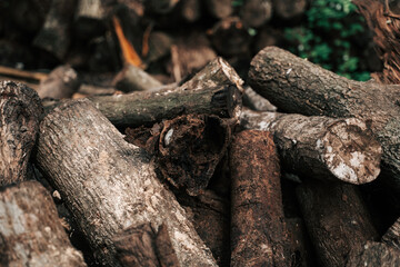 Fototapeta premium In the background, a brown stack of firewood, cut logs with rich texture, stands proudly, showcasing nature's beauty and the timber harvested from a sturdy tree.