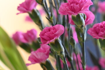 Fototapeta premium a bouquet of flowers in a vase