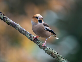 Kernbeißer (Coccothraustes coccothraustes)