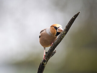Kernbeißer (Coccothraustes coccothraustes)