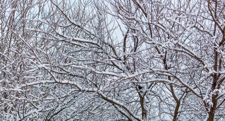 Obraz premium A tree with snow on it