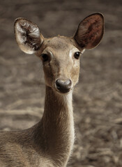 Fototapeta premium Large eared deer looking in to camera