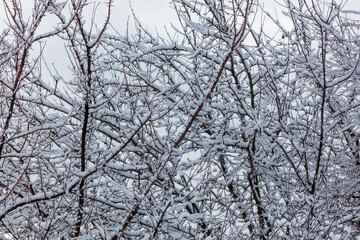 Obraz premium A tree covered in snow with branches that are bare