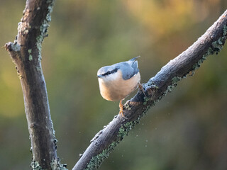 Kleiber (Sitta europaea)