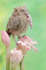 A young Javan scops owl preys on a baby mouse in a wildflower. This nocturnal bird has the...