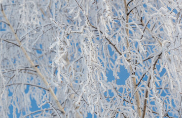 A tree covered in snow with a blue sky in the background